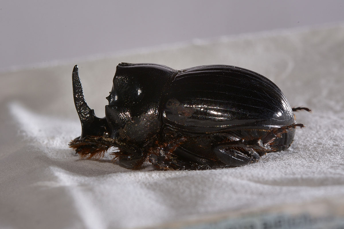 Copris lunaris, maschio (Scarabaeidae)